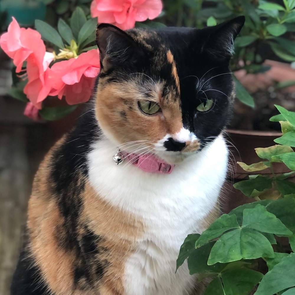 Meet your Posher, Mimoza